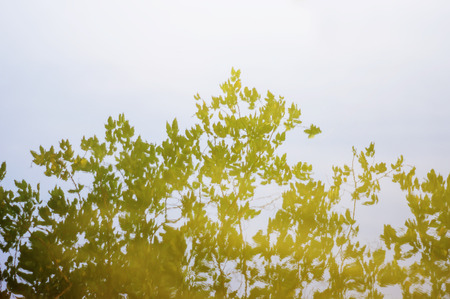 groups of trees reflected in the waters of the river.