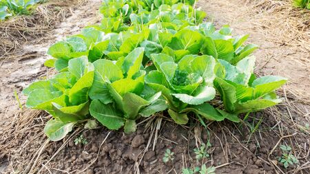 Cos lettuce in the vegetable garden.