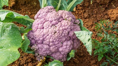 Purple cauliflower in the vegetable garden.の写真素材