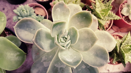 Succulent cactus plant in a garden, vintage style.の写真素材