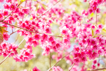 Pink Wild Himalayan Cherry in nature.の写真素材