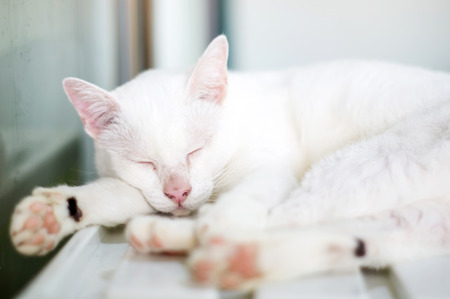 Lovely white cat, soft focus.の写真素材