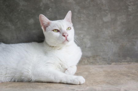 White cat portraits in the room, soft focus.の写真素材