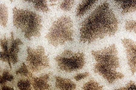 close up of giraffe skin for a background.の写真素材