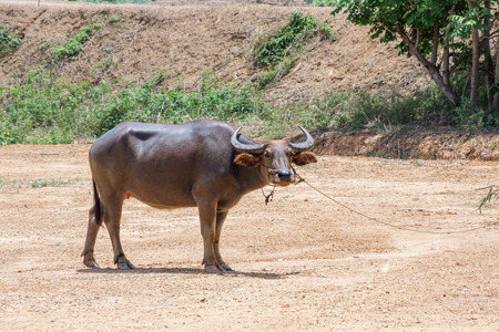 Thai buffalo on the meadow.