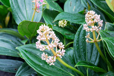 Medinilla magnifica in the garden.の写真素材