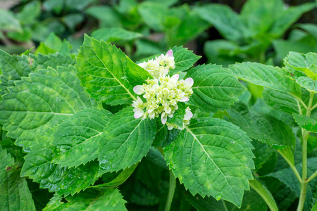 white hydrangea in the garden.