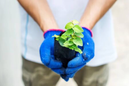 man hold a plant in his hands.の写真素材