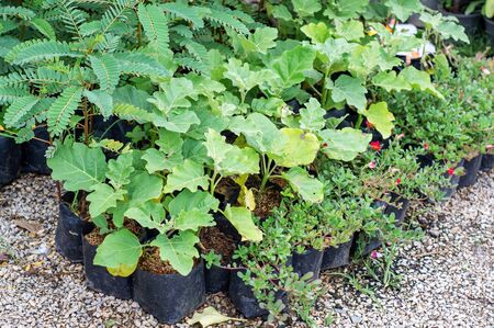 Gardening plants plantlet green nature.の写真素材