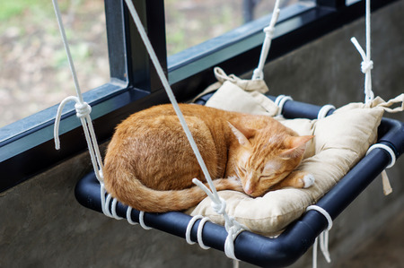 Lovely red cat, soft focus.の写真素材