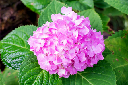 Pink hydrangea in the garden.