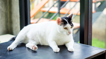 Cute black and white cat, soft focus.