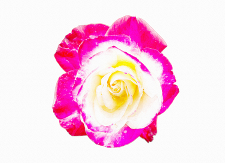 Pink rose watercolor on white background.の写真素材