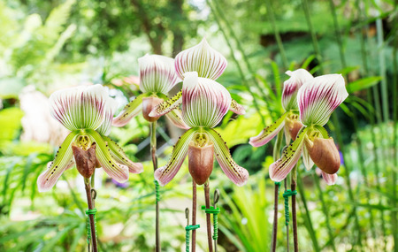 Paphiopedilum orchid flowers in the garden.の写真素材