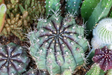Succulent Cactus Plant in the Garden.の写真素材