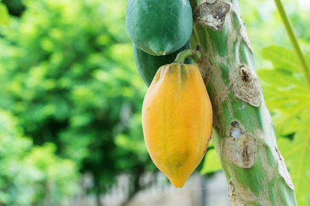 ripe papaya in the papaya tree.の写真素材