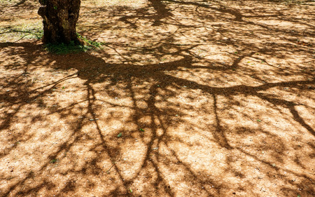 Shadow of a tree on the floor.の写真素材