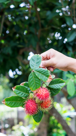 Man holding rambutan fruit in front of rambutan tree.の写真素材