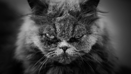 close up of the face of a Persian cat, black and white color.の写真素材