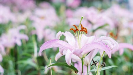 Pink lily in the garden.の写真素材