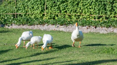 masses of ducks in the garden.の写真素材