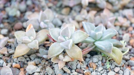 Succulent cactus plant in a garden.の写真素材
