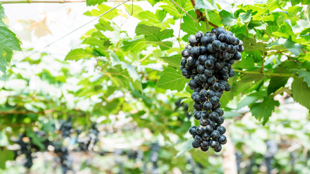Bunches of ripe grapes in a vineyard.の写真素材