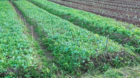 young vegetable in a vegetable garden.