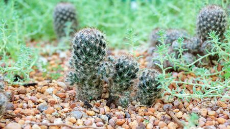 Succulent cactus in a garden.の写真素材