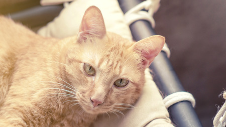 close up of a lovely red cat, pastel style.の写真素材