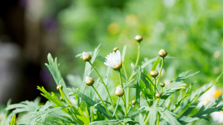 chamomile flower in the garden.の写真素材