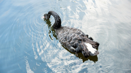 Black swan swimming in the lake.の写真素材