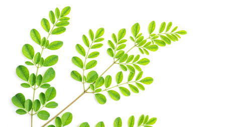 Moringa leaves (Thai herbs) on a white background.の写真素材