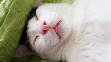 Close up of a white cat.
