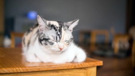 Cat sleeping on a wooden table.の写真素材