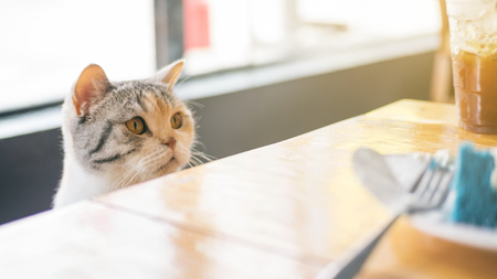 Cute cat looking at food on a wooden table.の写真素材