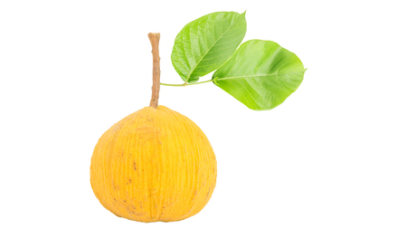 Ripe santol on a white background.の写真素材