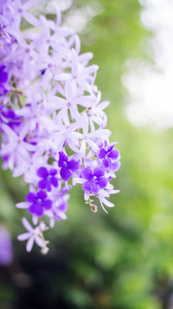 Purple Wreath, Queen's Wreath flower in the garden, soft focusの写真素材