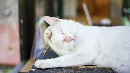 Cute white cat lying in a room.の写真素材
