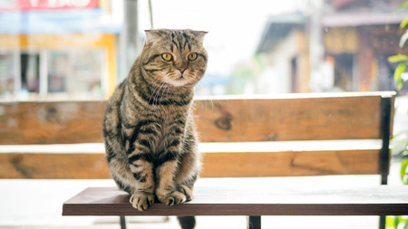 Gray striped cat sitting on a wooden table.