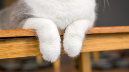 Close up of paws of a cute cat.の写真素材