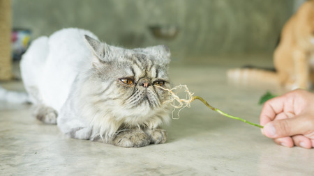 Gray striped Persian cat and a root of Indian acalypha.の写真素材