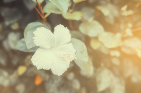 white Hibiscus flower in the garden, soft vintage style.の写真素材