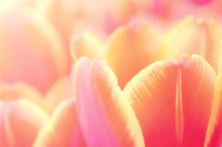 close up of a tulip flower for a background, soft vintage style.の写真素材