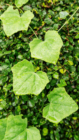 Gourd leaves or ivy gourd vegetable on a nature background.の写真素材
