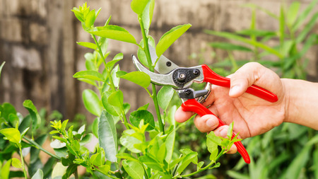 Man cutting a lime tree with clippers.の写真素材