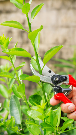Man cutting a lime tree with clippers.