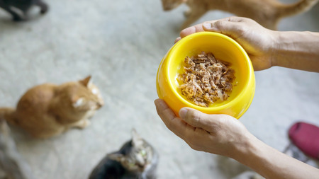 Man feeding a food for his cat.