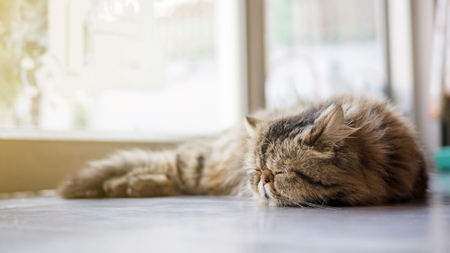 Gray striped Persian cat sleeping on a floor, soft focus.の写真素材