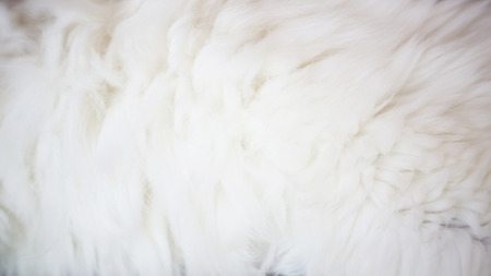 Close up of a white cat hair.